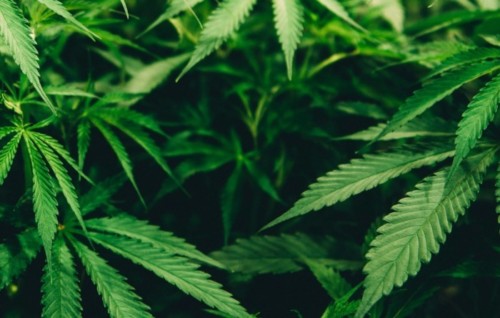 Beitragsbild Was ist von der Cannabis-Freigabe zu halten?